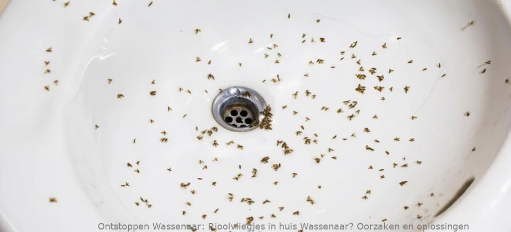 Rioolvliegjes in huis Wassenaar? Oorzaken en oplossingen